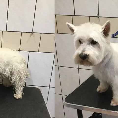 Alfie the Westie